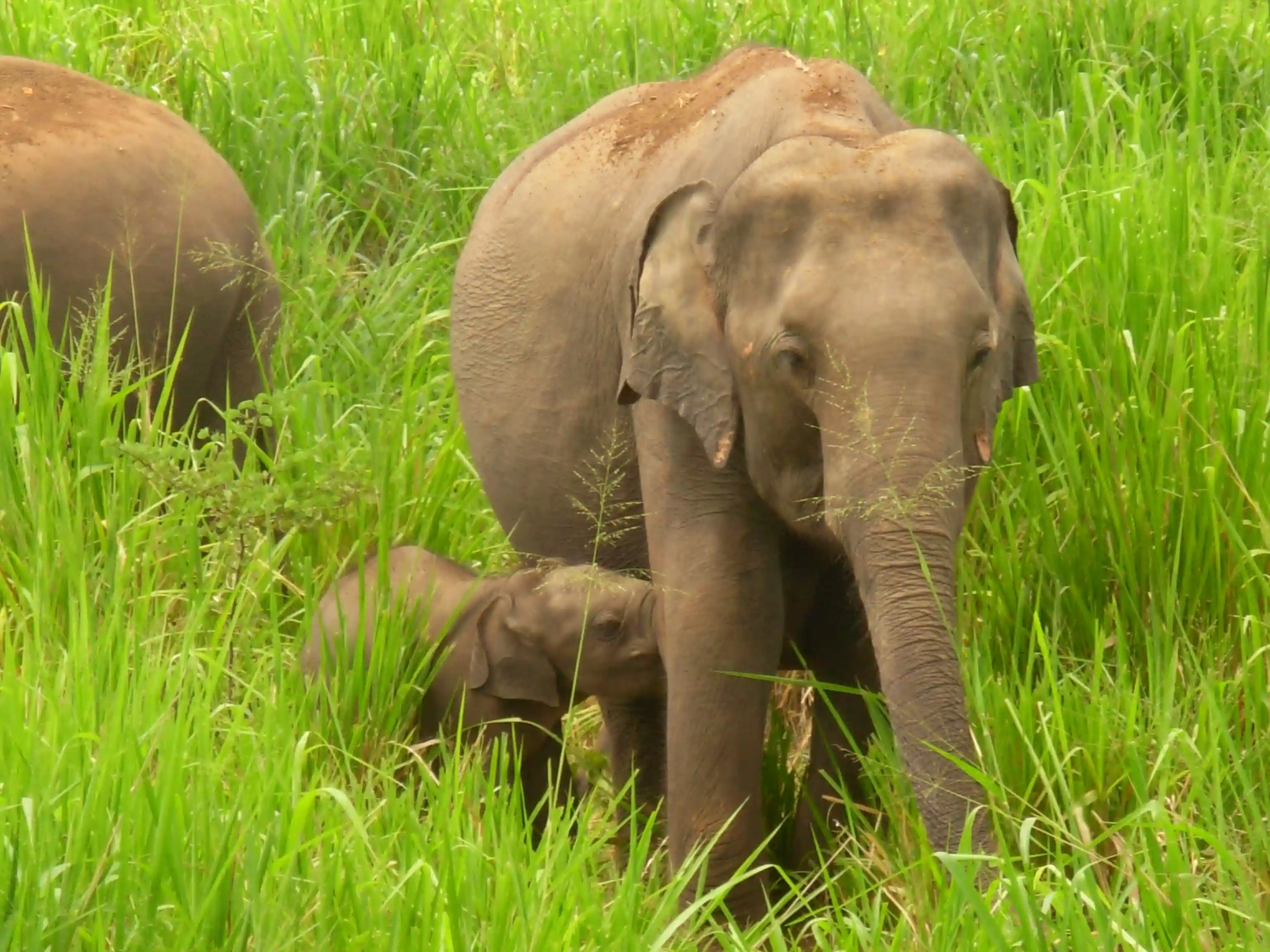 Sandamali with her first calf - male